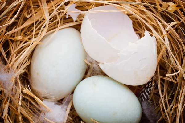 Eend eieren nest, lente Pasen symbool. — Stockfoto