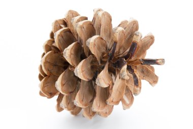 Çam kozalağında Noel süslemesi.