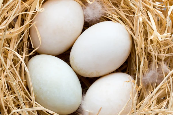 Eend eieren nest, lente Pasen symbool. — Stockfoto