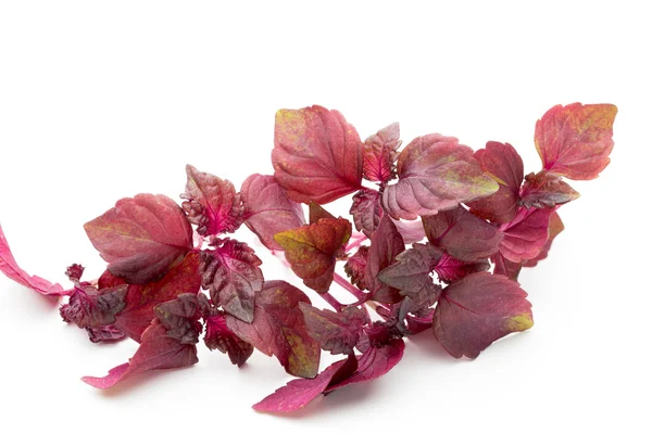 Perilla (Shiso) Blad op witte achtergrond. — Stockfoto