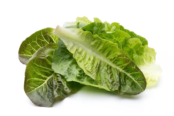 Oak Leaf lettuce isolated on white background. — Stock Photo, Image