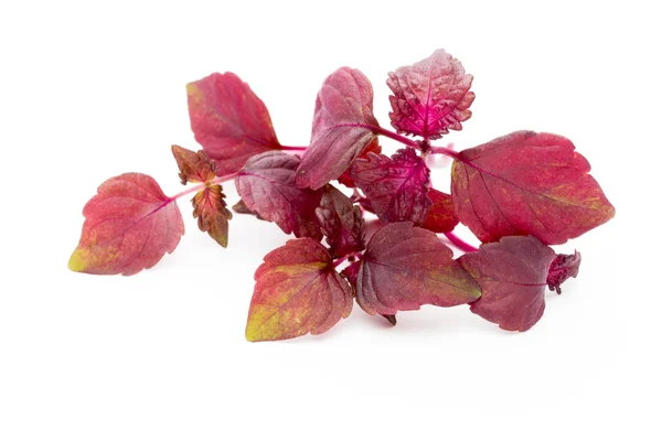 Perilla (Shiso) Blatt auf weißem Hintergrund. — Stockfoto