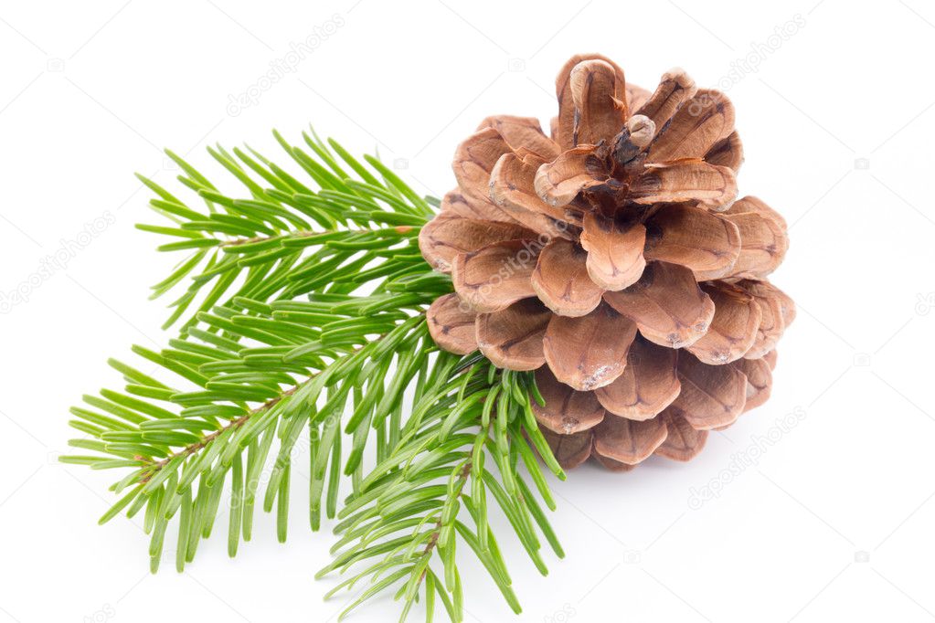 Christmas decoration on the pine cone.