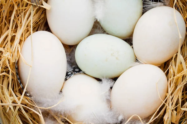 Nido de huevos de pato, primavera Símbolo de Pascua. — Foto de Stock