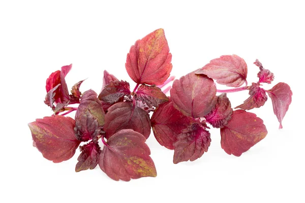 Perilla (Shiso) Blatt auf weißem Hintergrund. — Stockfoto