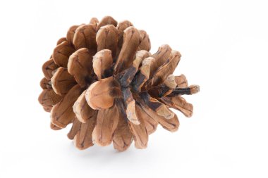 Çam kozalağında Noel süslemesi.