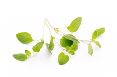 Beyaz arkaplanda izole edilmiş Asya fesleğeni dalı.