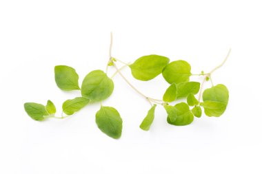 Beyaz arkaplanda izole edilmiş Asya fesleğeni dalı.