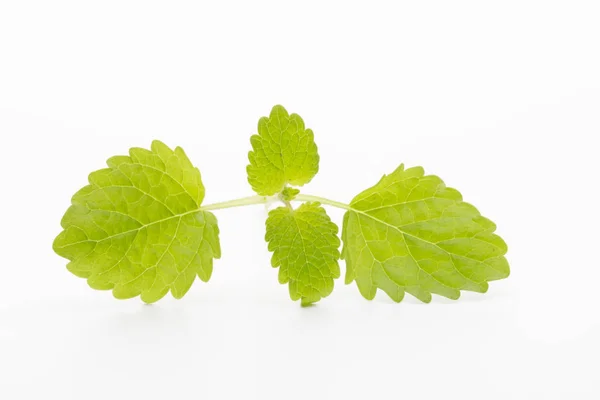 Folhas de hortelã no fundo branco . — Fotografia de Stock