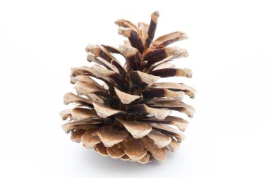 Çam kozalağında Noel süslemesi.