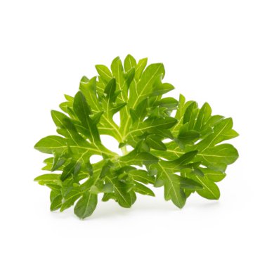 Maydanoz bitkisi beyaz arkaplanda izole edildi.