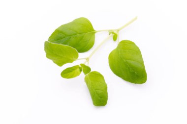 Beyaz arkaplanda izole edilmiş Asya fesleğeni dalı.