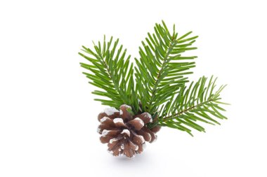 Beyaz arkaplanda ağaç dalları ve koniler izole.