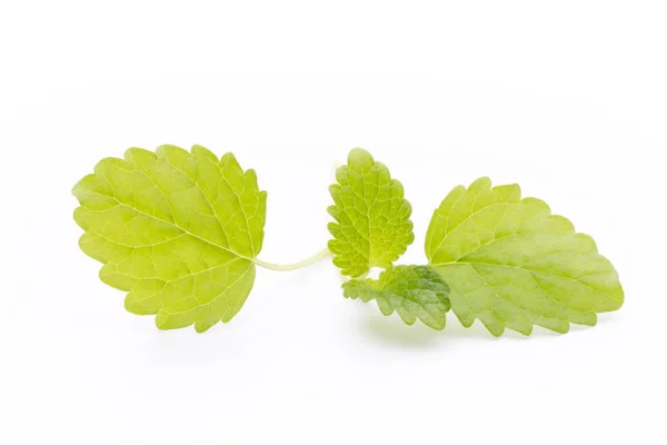 Foglie di menta sullo sfondo bianco . — Foto Stock