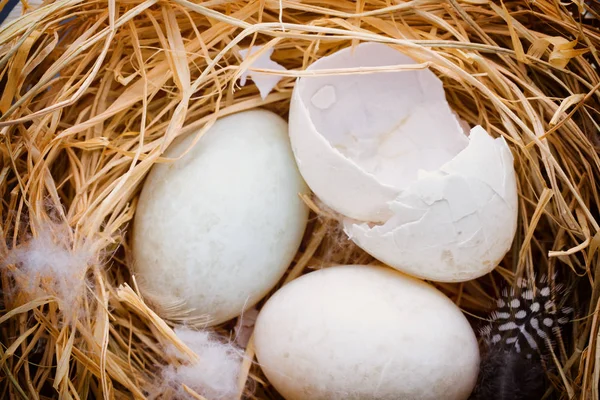 Kacsa tojás fészek, tavasz Húsvét szimbólum. — Stock Fotó