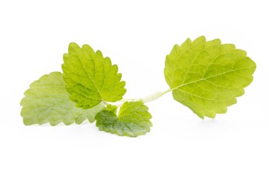 Beyaz zemin üzerine nane yaprakları.