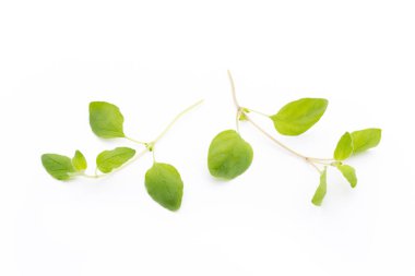 Beyaz arkaplanda izole edilmiş Asya fesleğeni dalı.