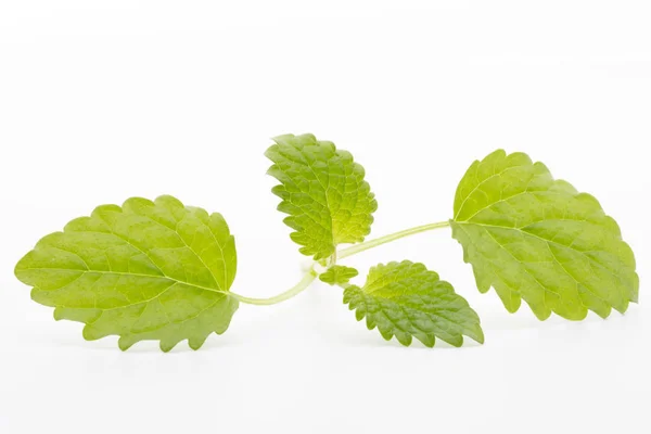 Mint leaves on the white background. — Stock Photo, Image