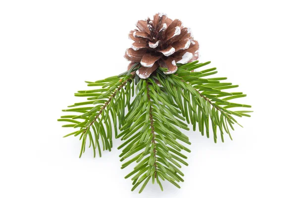 Fir tree branch and cones isolated on white background. — Stock Photo, Image