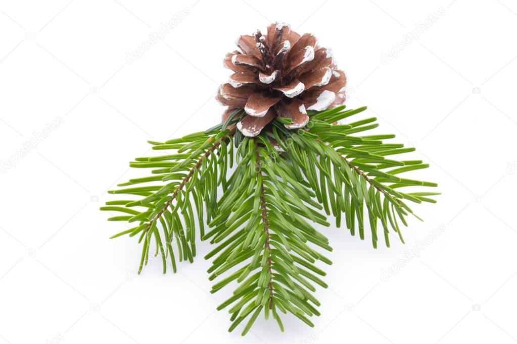 Fir tree branch and cones isolated on white background.