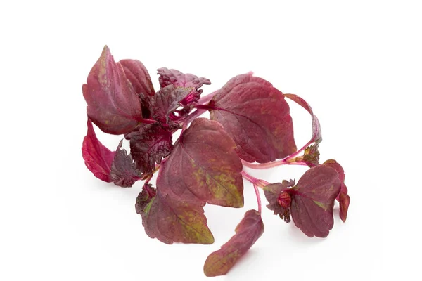 Perilla (Shiso) Blatt auf weißem Hintergrund. — Stockfoto