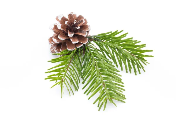 Fir tree branch and cones isolated on white background. — Stock Photo, Image