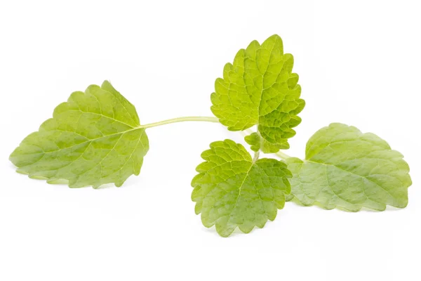 Mint leaves on the white background. — Stock Photo, Image