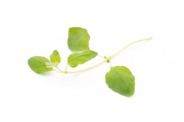 Beyaz arkaplanda izole edilmiş Asya fesleğeni dalı.