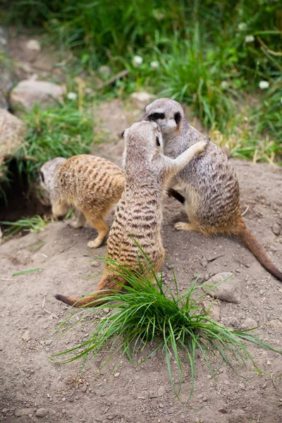 Meerkat, Suricata, suricatta también conocido como el suricate. Wildlif — Foto de Stock