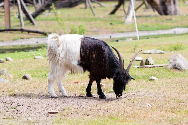 Billy goat on the wild national park. — Stock Photo, Image