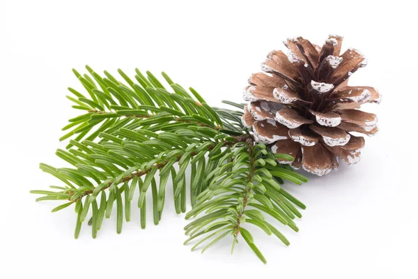 Fir tree branch and cones isolated on white background. — Stock Photo, Image