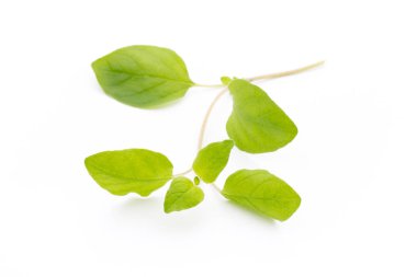 Beyaz arkaplanda izole edilmiş Asya fesleğeni dalı.