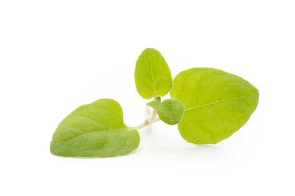 Branch of asian basil isolated on white background. — Stock Photo, Image
