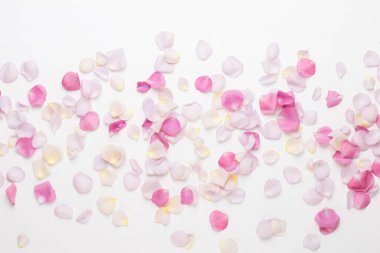 Pastel gül yaprakları beyaz arka planda. Düz konum, üst görünüm, kopyalama alanı.