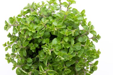 Maydanoz, fesleğen, salvija, yapraklar, kekik, beyaz arka planda naneli baharat..