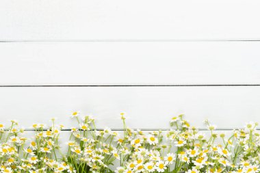 Beyaz arka planda papatya çiçekleri. Düz yatıyordu.