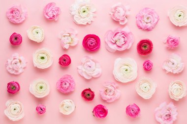 Pembe arka planda güzel renkli ranunculus çiçekleri. Bahar tebrik kartı..