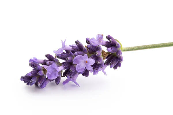 Lavendel Bloemen Bos Gebonden Geïsoleerd Witte Achtergrond — Stockfoto