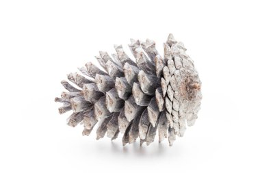 Noel dekoru, beyaz arka planda çam kozalağı. 