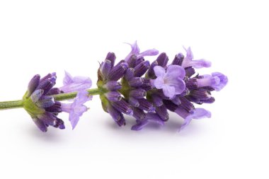 Lavanta çiçekleri beyaz arkaplanda izole edilmiş..