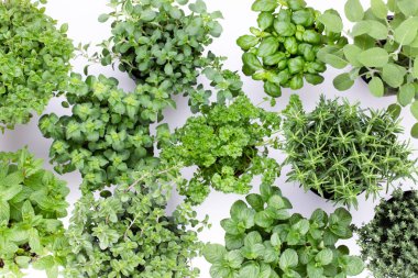 Beyaz arka planda izole edilmiş çeşitli taze otlar. Marjoram, maydanoz, fesleğen, biberiye, kekik, adaçayı.