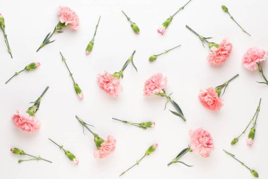 Beyaz arka planda pembe karanfil çiçekleri. Sevgililer Günü tebrik kartı, düz konum, üst görünüm, kopyalama alanı.