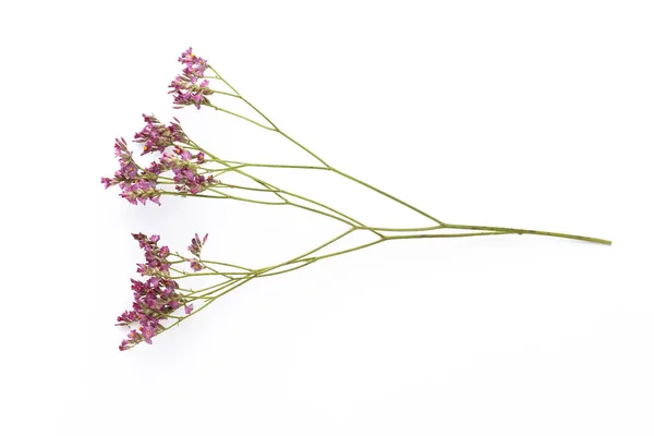 Torkade Blommor Vit Bakgrund Platt Ligg Ovanifrån — Stockfoto