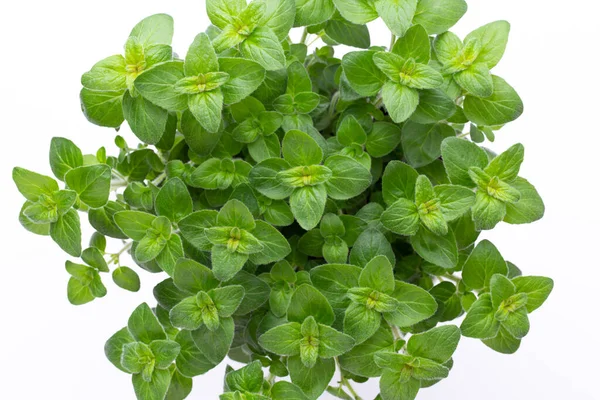 Parsley Herb Basil Salvija Leaves Thyme Mint Spice White Background — Stock Photo, Image