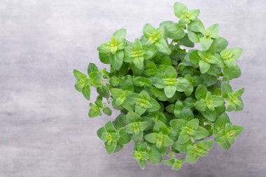 Maydanoz, fesleğen, salvija, yapraklar, kekik, beyaz arka planda naneli baharat..