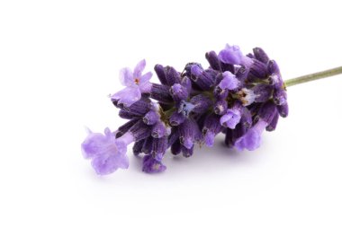 Lavanta çiçekleri beyaz arkaplanda izole edilmiş..
