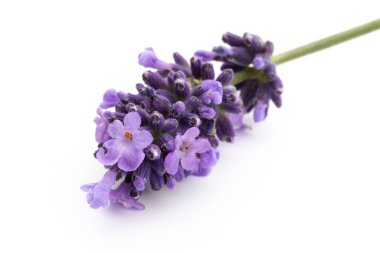 Lavanta çiçekleri beyaz arkaplanda izole edilmiş..