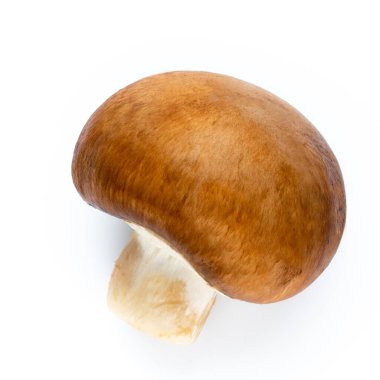 Taze şampiyon mantarları beyazda izole edilmiş.. 