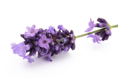 Lavanta çiçekleri beyaz arkaplanda izole edilmiş..