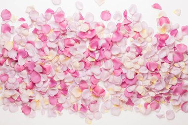 Pastel gül yaprakları beyaz arka planda. Düz konum, üst görünüm, kopyalama alanı.